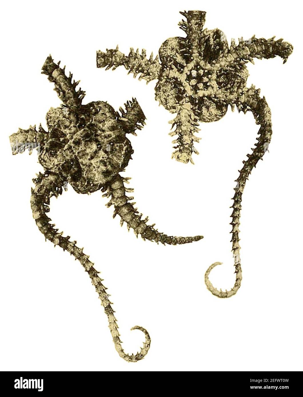 Ophiactis luteomaculata - Catalogo di ofiurani recenti (piastra 11) Foto Stock