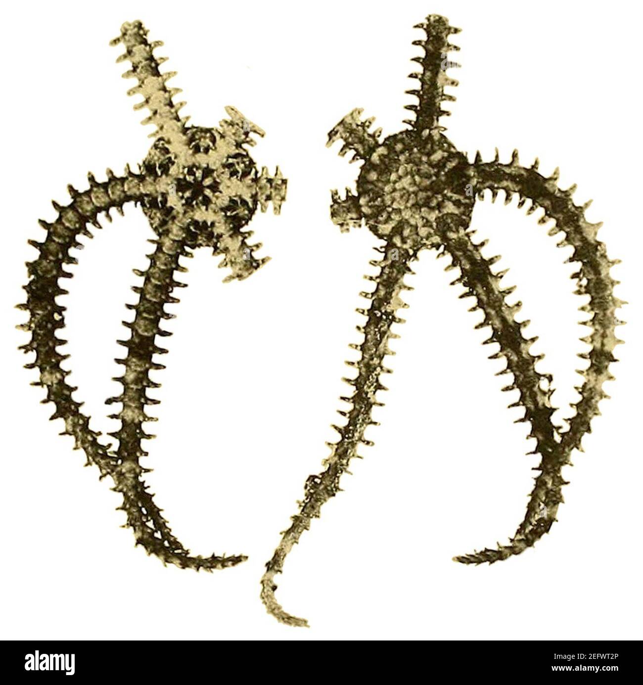 Ophiactis macrolepidota - Catalogo di ofiurani recenti (piastra 11) Foto Stock
