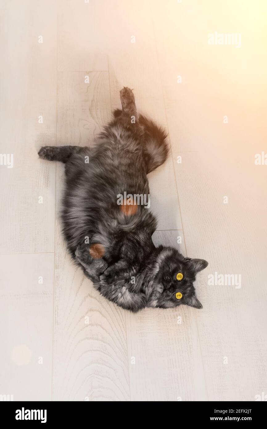 Bel gatto nero domestico soffiato con gli occhi gialli si trova sul pavimento di legno bianco. Giorno di sole, luminoso appartamento. Il PET sta crogiolandosi al sole Foto Stock