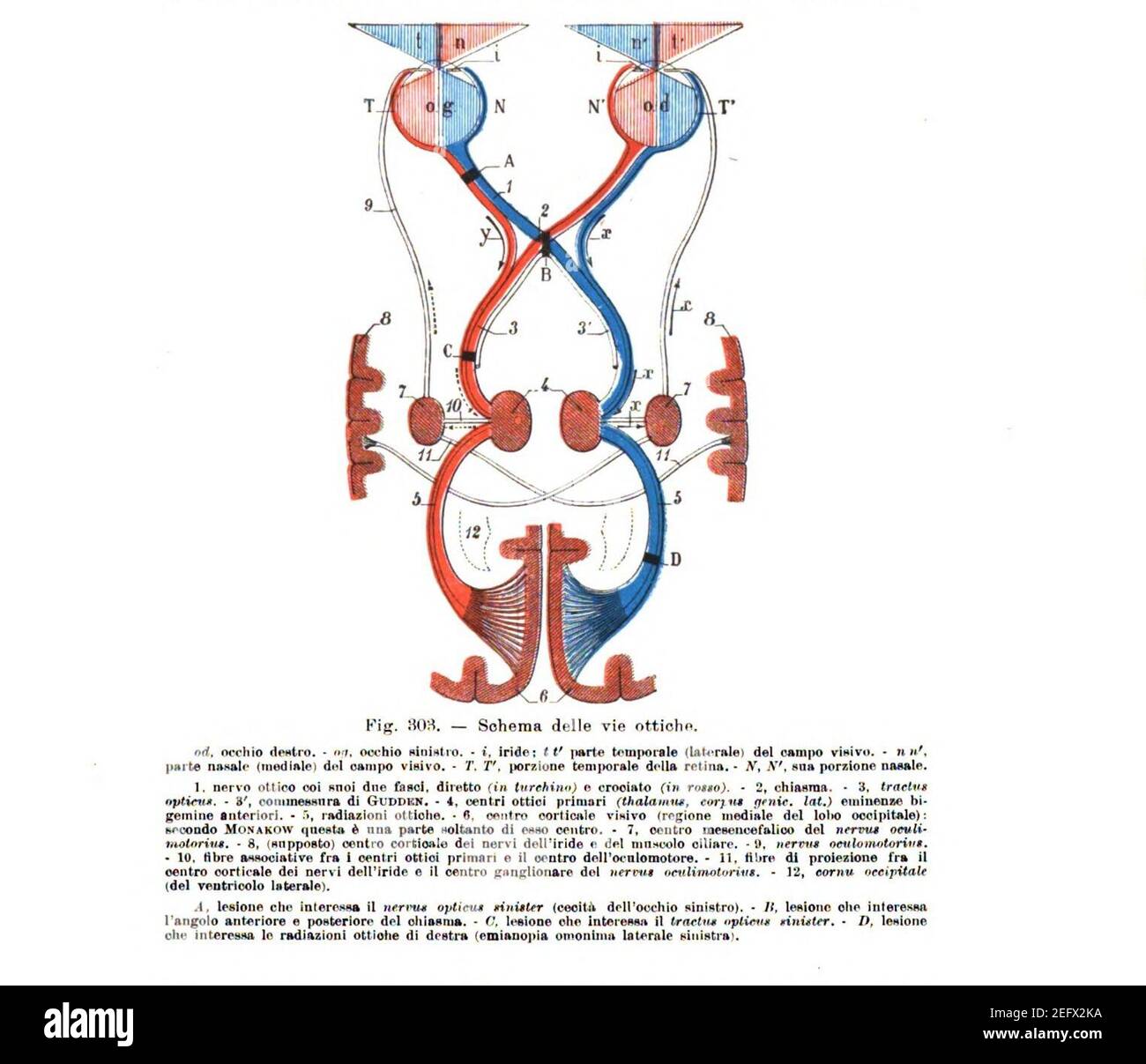 Tratto ottico, estratto dall'Anatomia clinica dei centri nervosi ad uso dei medici e degli studi (1913). Foto Stock