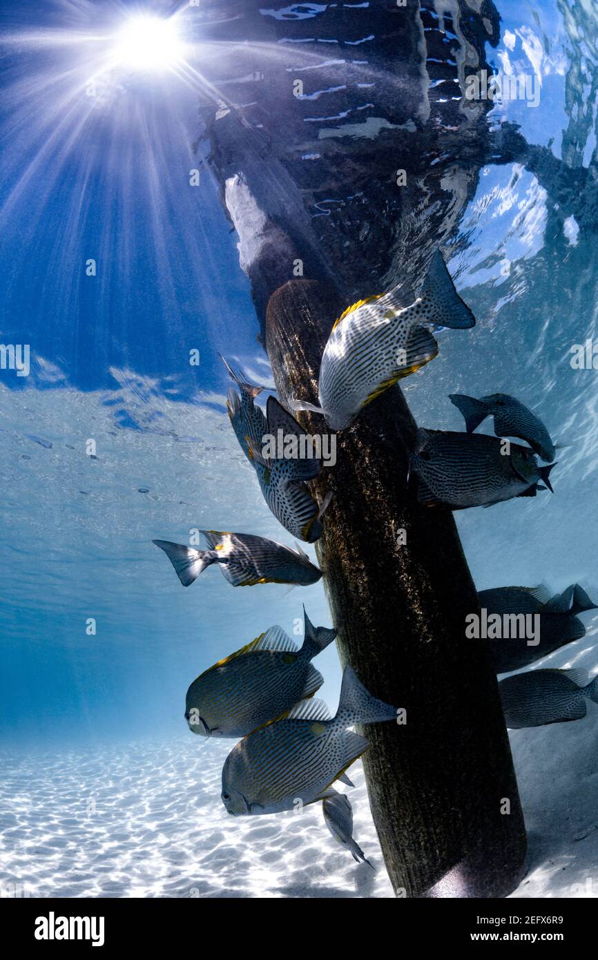 Pesci che si nutrono fuori dal Jetty su Heron Island, Queensland, Australia Foto Stock