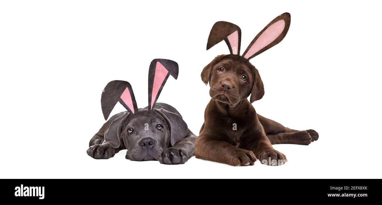 Due cuccioli con orecchie pasquali davanti a un bianco sfondo Foto Stock