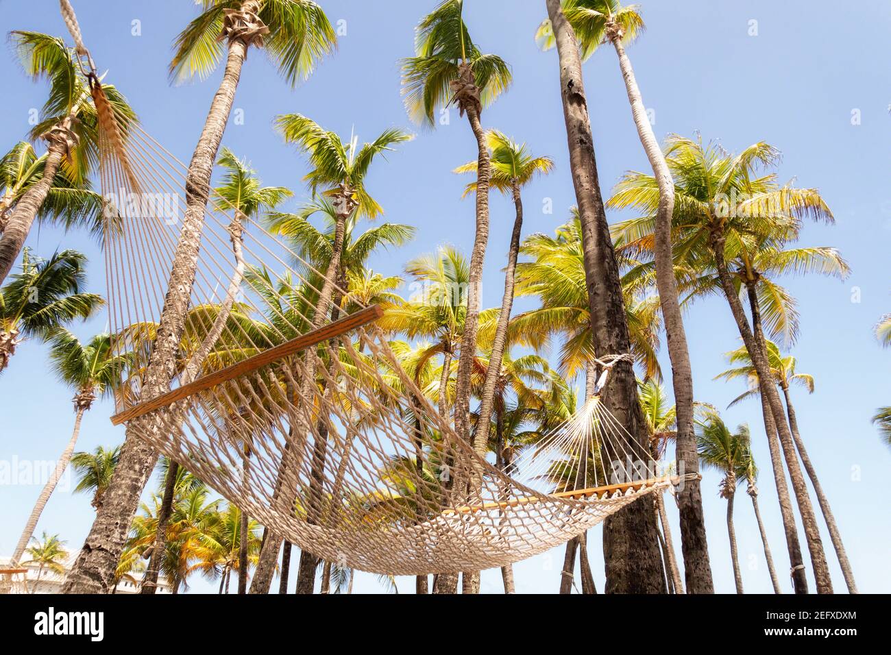 Vista ad angolo basso di un'amaca in un Palm Grove, Porto Rico Foto Stock