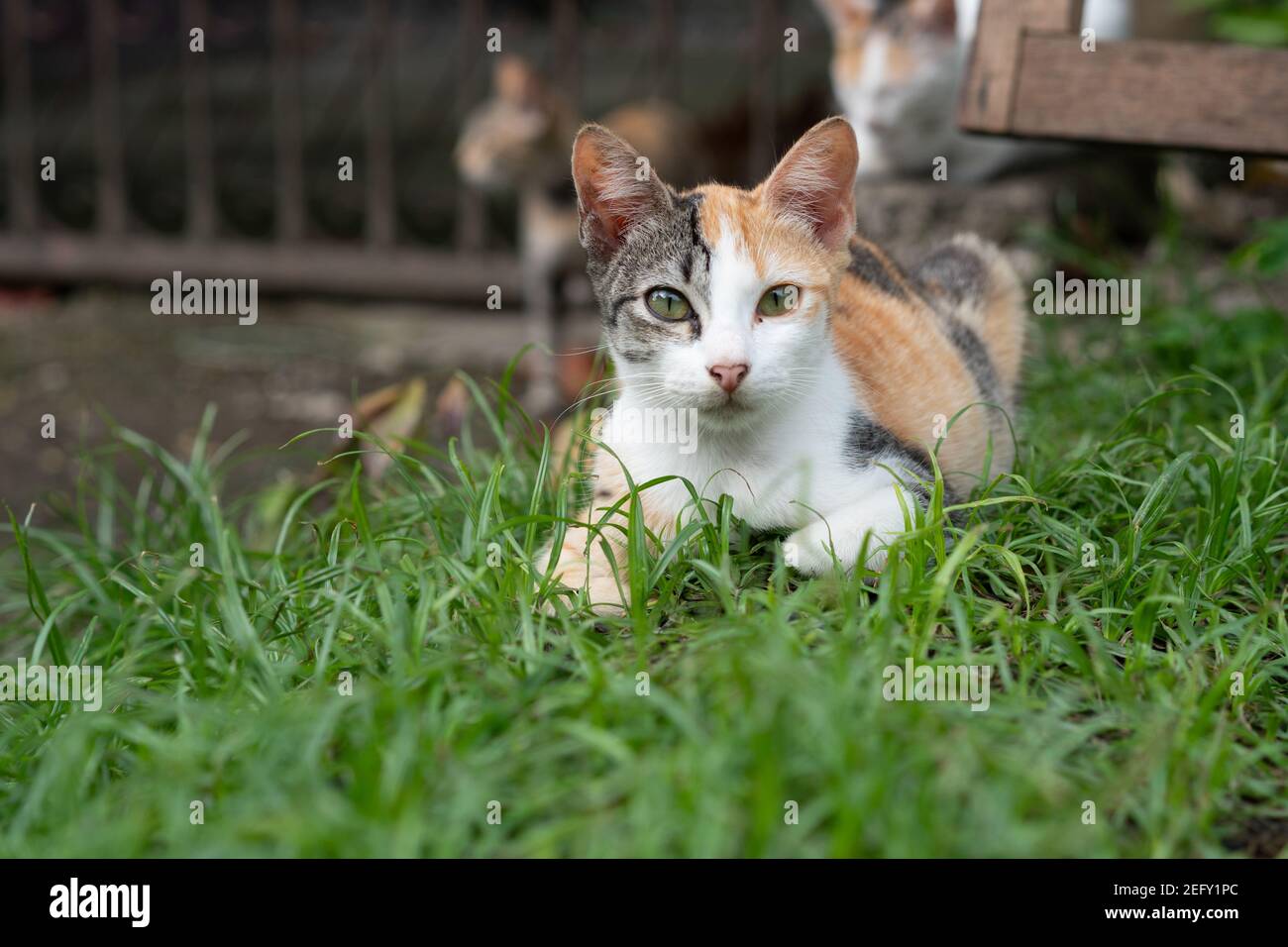 Un gatto sano nelle Filippine che giace in erba guardando dritto verso la fotocamera Foto Stock