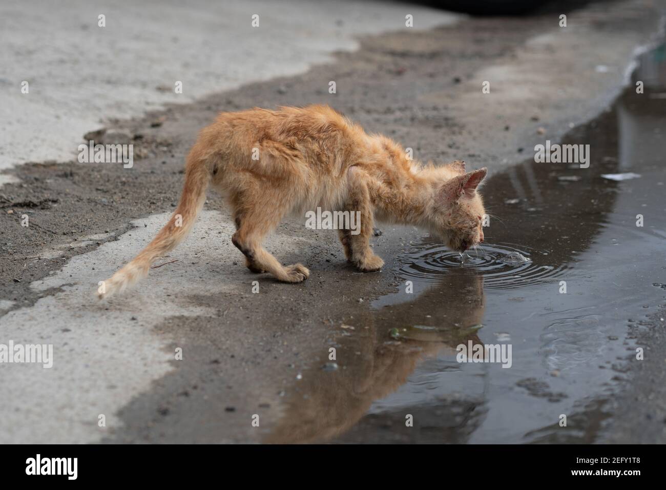 Un gatto di strada nelle Filippine in molto povero malnutrito condizionare le bevande da una piscina sporca di acqua vicino a. a bordo strada Foto Stock