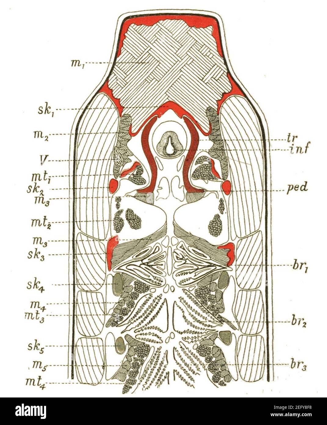 Origine dei vertebrati Fig 116. Foto Stock