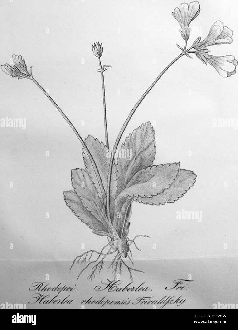 Illustrazione originale di Haberlea rhodopensis da Frivaldszky. Foto Stock