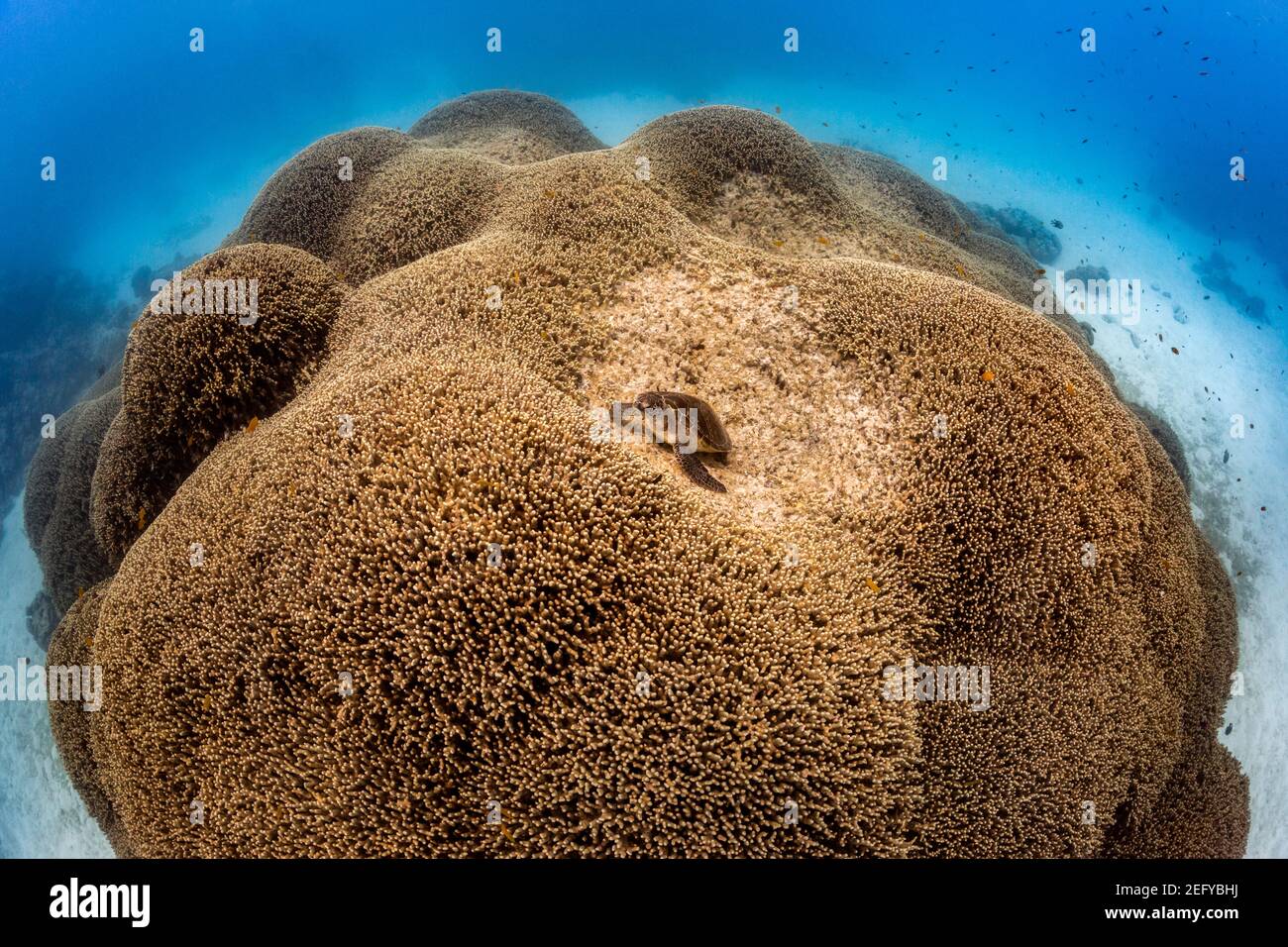 Tartaruga sui coralli duri a Lady Musgrave Island, Queensland, Australia Foto Stock