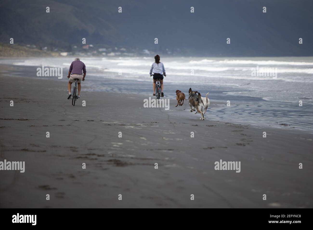 Vista posteriore di una coppia in bicicletta lungo la spiaggia di Raumati con i loro cani desiderosi. Wellington, Nuova Zelanda Foto Stock