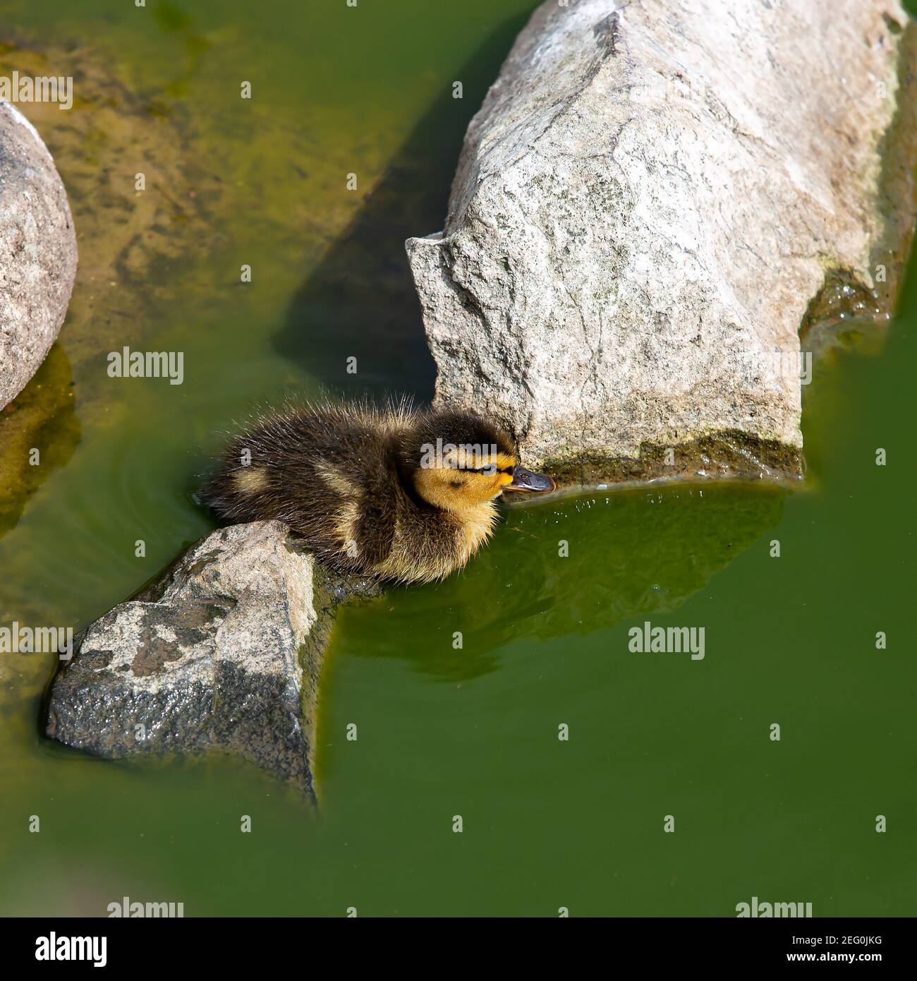 Mallard anatra pulcino a Farne Island Inghilterra Foto Stock