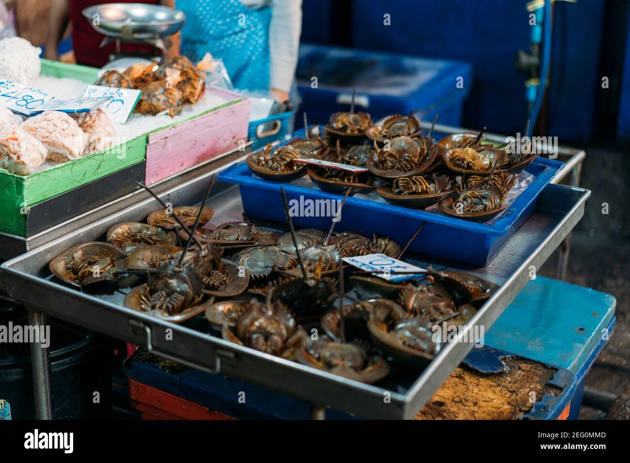 I granchi a ferro di cavallo sono seduti capovolti su ghiaccio in un mercato fresco a Bangkok, Thailandia. Foto Stock