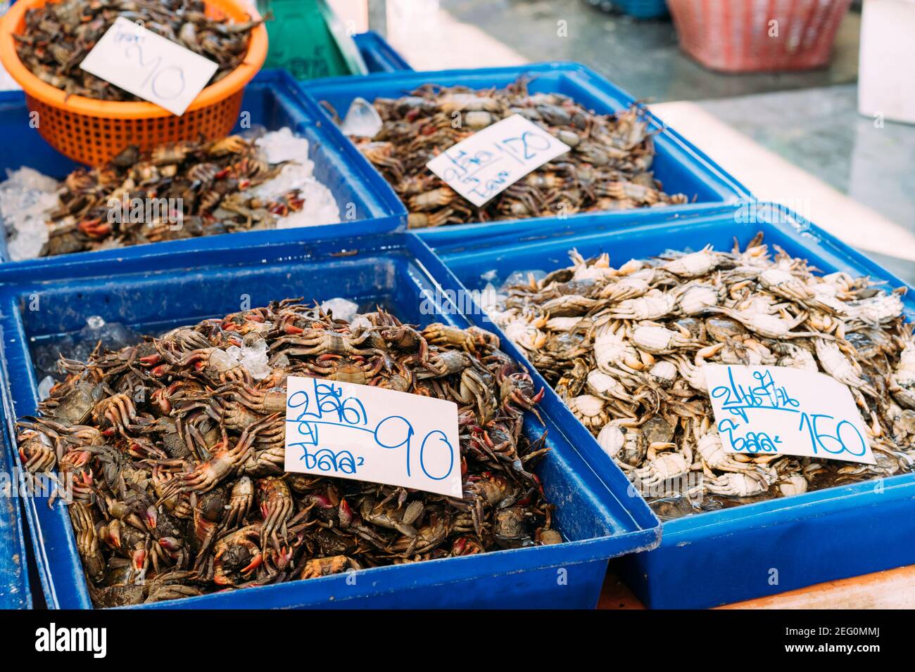 Piccoli granchi accatastati in bidoni blu per la vendita al mercato bagnato a Bangkok, Thailandia. Foto Stock