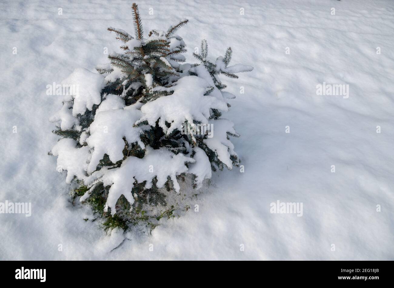 Abete piccolo, non molto alto, con i tappi arrotondati di neve sui suoi rami soffici, in piedi in mezzo a derive di neve bianca furry che cadde giorno prima, Foto Stock