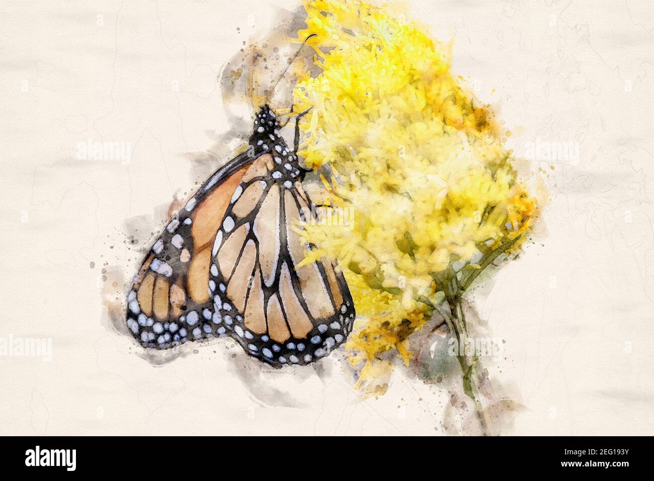 Digital Watercolor femmina Redwing Blackbird Foto Stock
