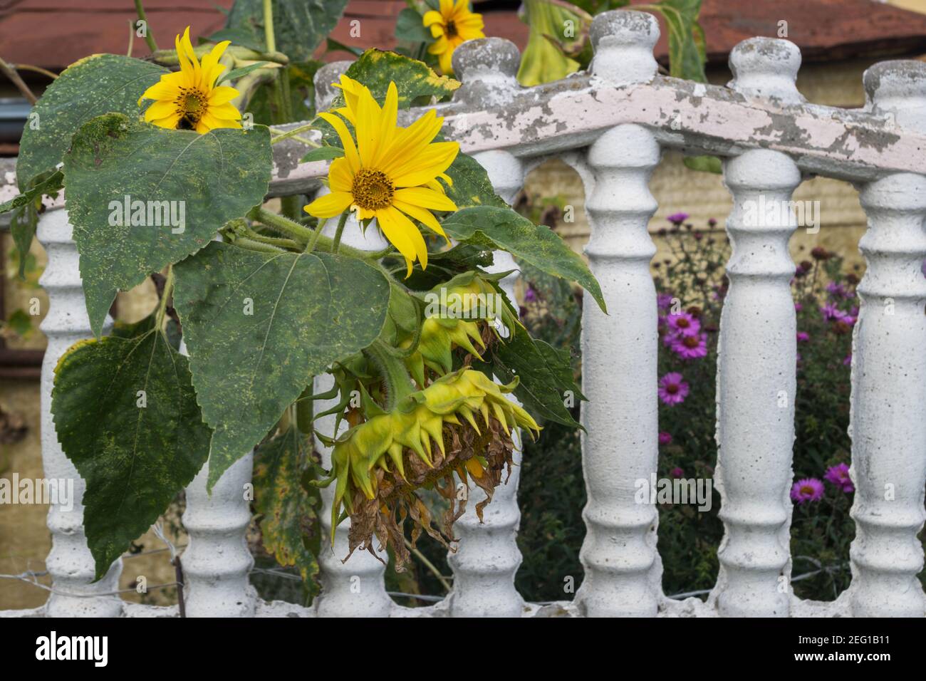 Teste di girasole con petali sbiaditi e fiori aperti tra larghi foglie appese su recinzione sezione rilievo shabby contro sfondo di parete sfocata Foto Stock