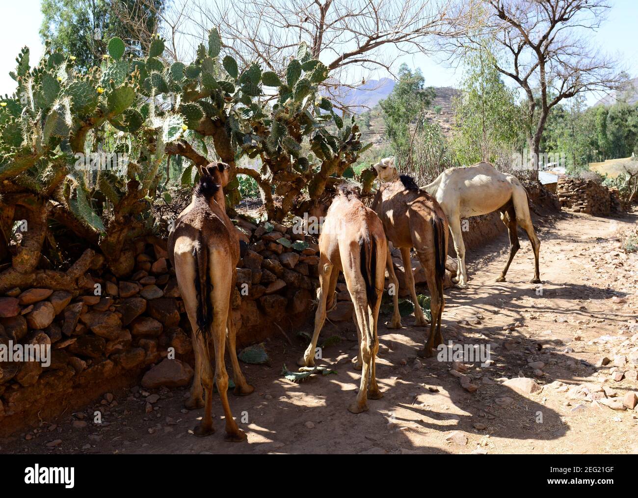 Un cammello che mangia cactus prickly nella regione di Tigray nel nord dell'Etiopia. Foto Stock