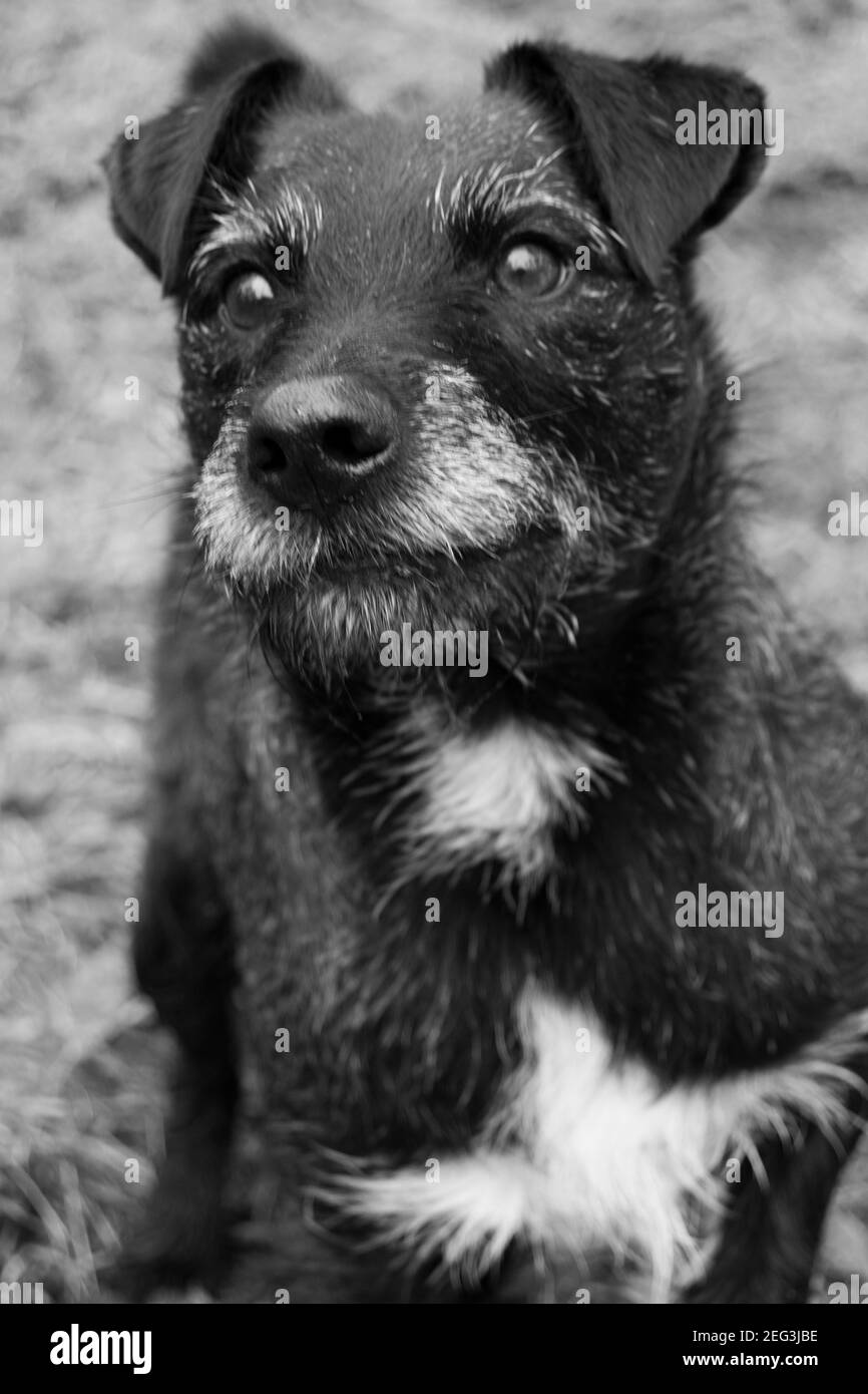 Amare piccolo terrier aspettando pazientemente un bastone per essere gettato Foto Stock
