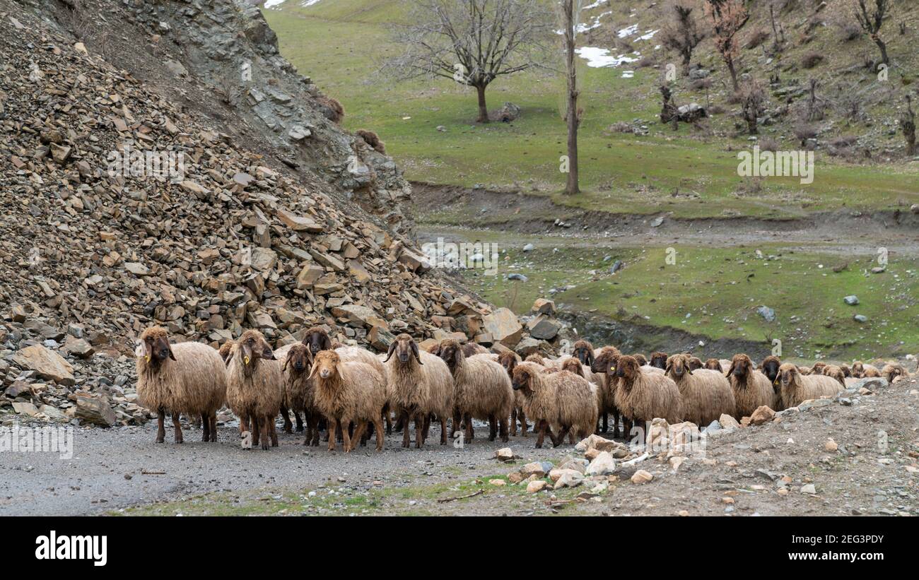 Gregge di pecore nella Turchia orientale, Bitlis Foto Stock
