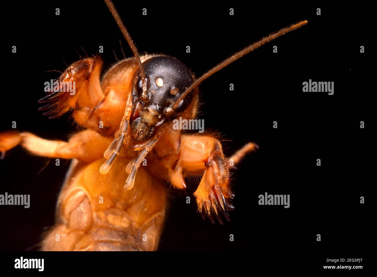 Super macro closeup gryllotalpidae su sfondo nero Foto Stock