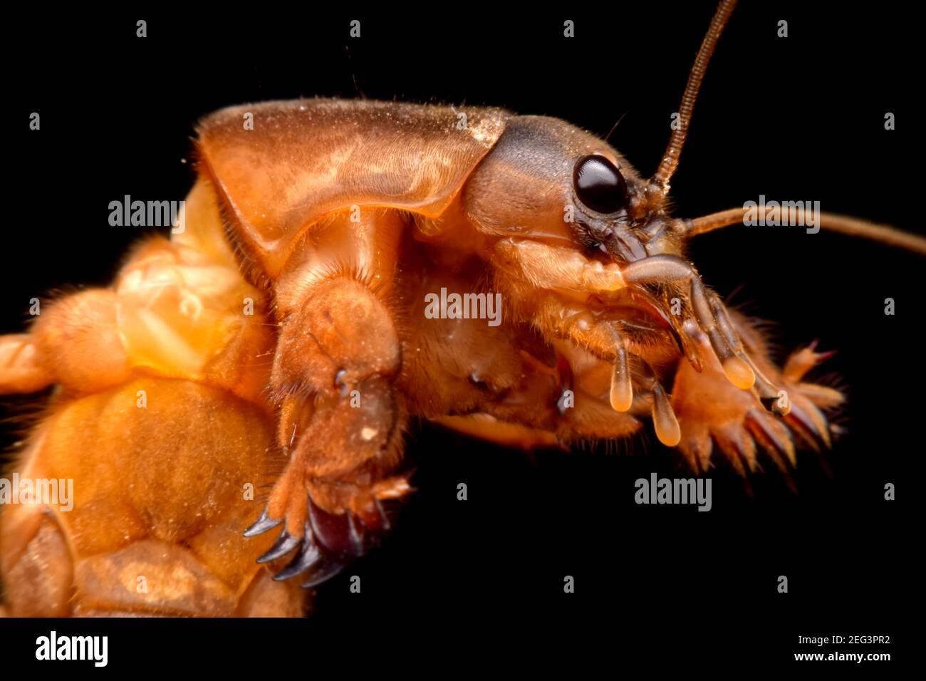 Super macro closeup gryllotalpidae su sfondo nero Foto Stock