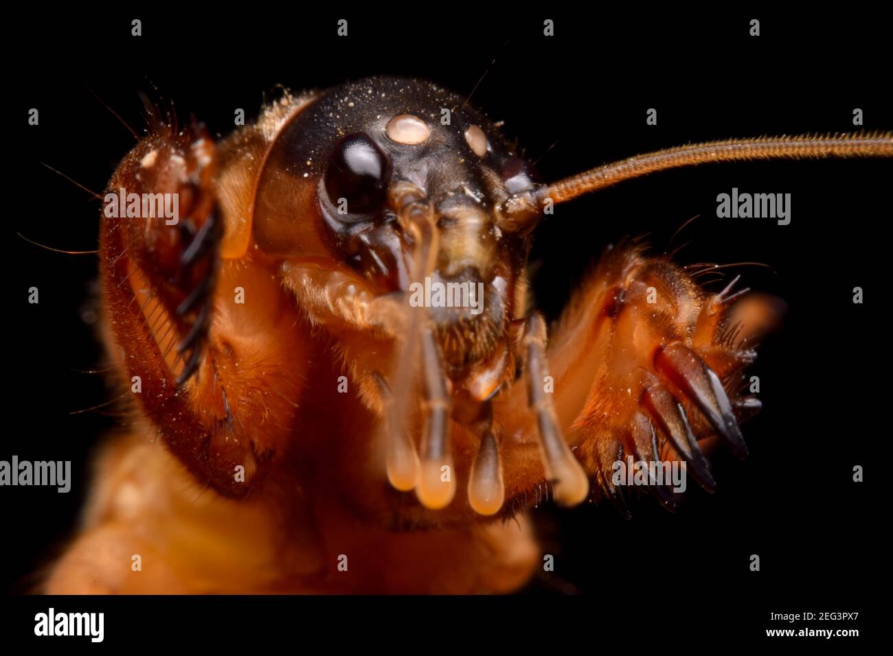 Super macro closeup gryllotalpidae su sfondo nero Foto Stock