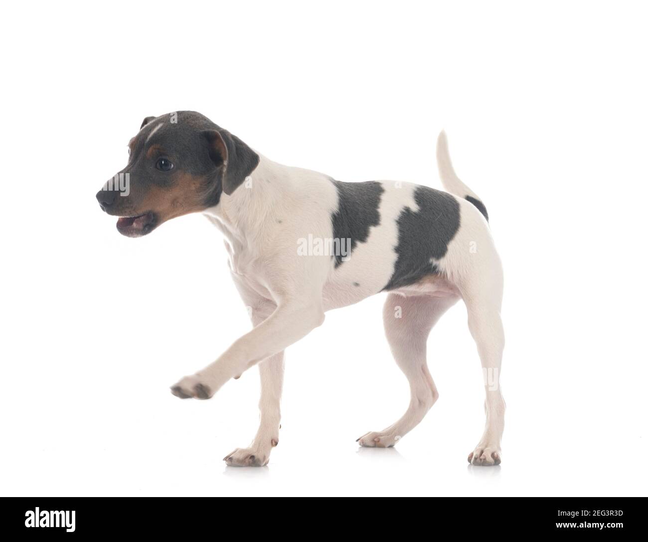 Terrier brasiliano di fronte a uno sfondo bianco Foto Stock