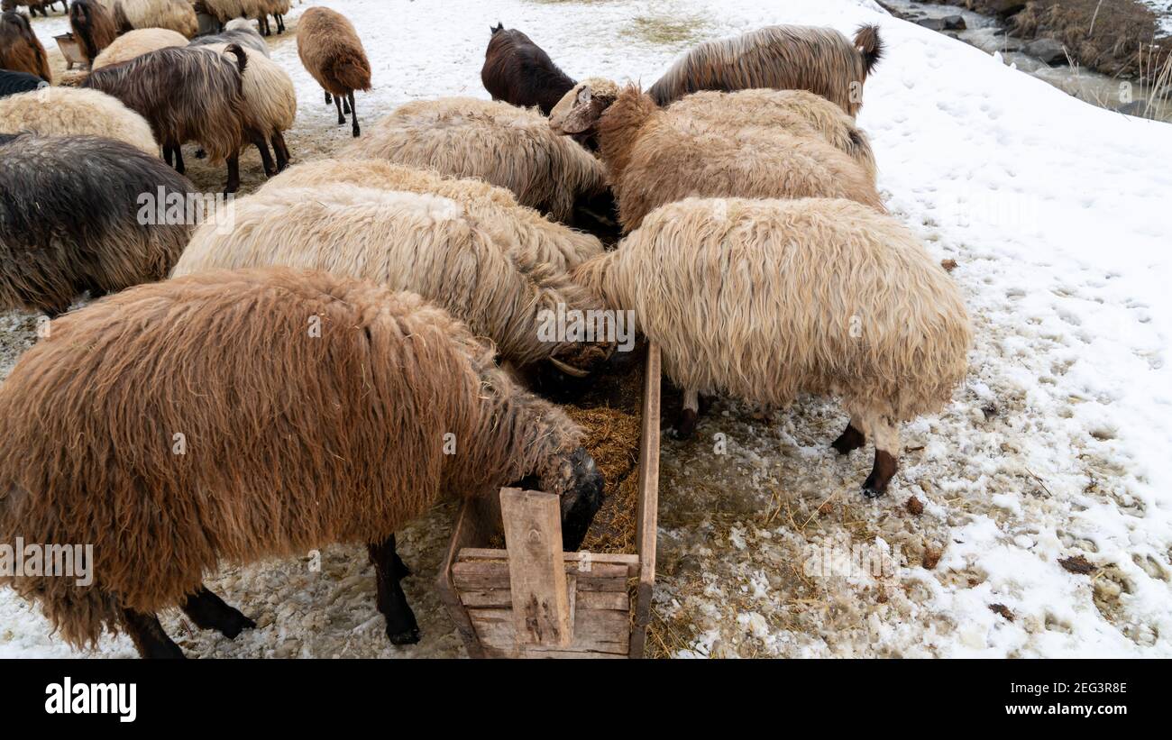 Gregge di pecore nella Turchia orientale, Bitlis Foto Stock