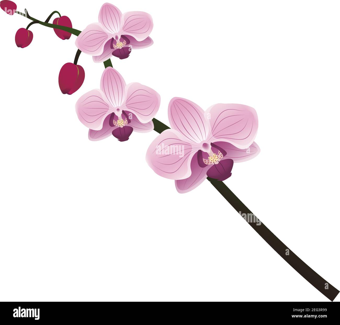 Carino orchidee cornice Illustrazione Vettoriale