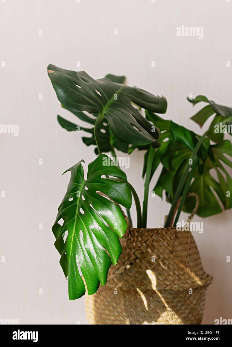 Bella monstera pianta per la decorazione domestica. Piante tropicali in floricoltura interna. Primo piano. Foto Stock