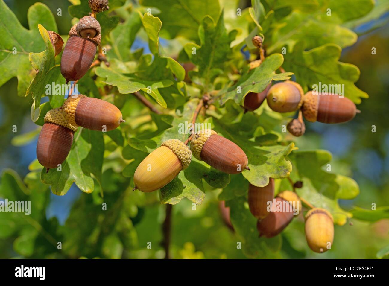 Frutti della quercia inglese, Quercus robur L. Foto Stock