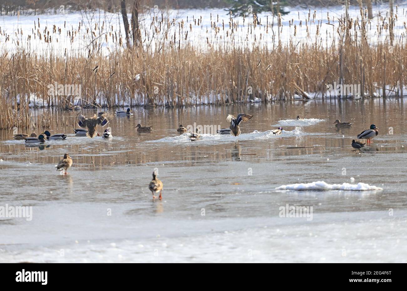 Un gregge di anatre di Mallard e Moorhens sono in fling e divertirsi in acqua. Foto Stock