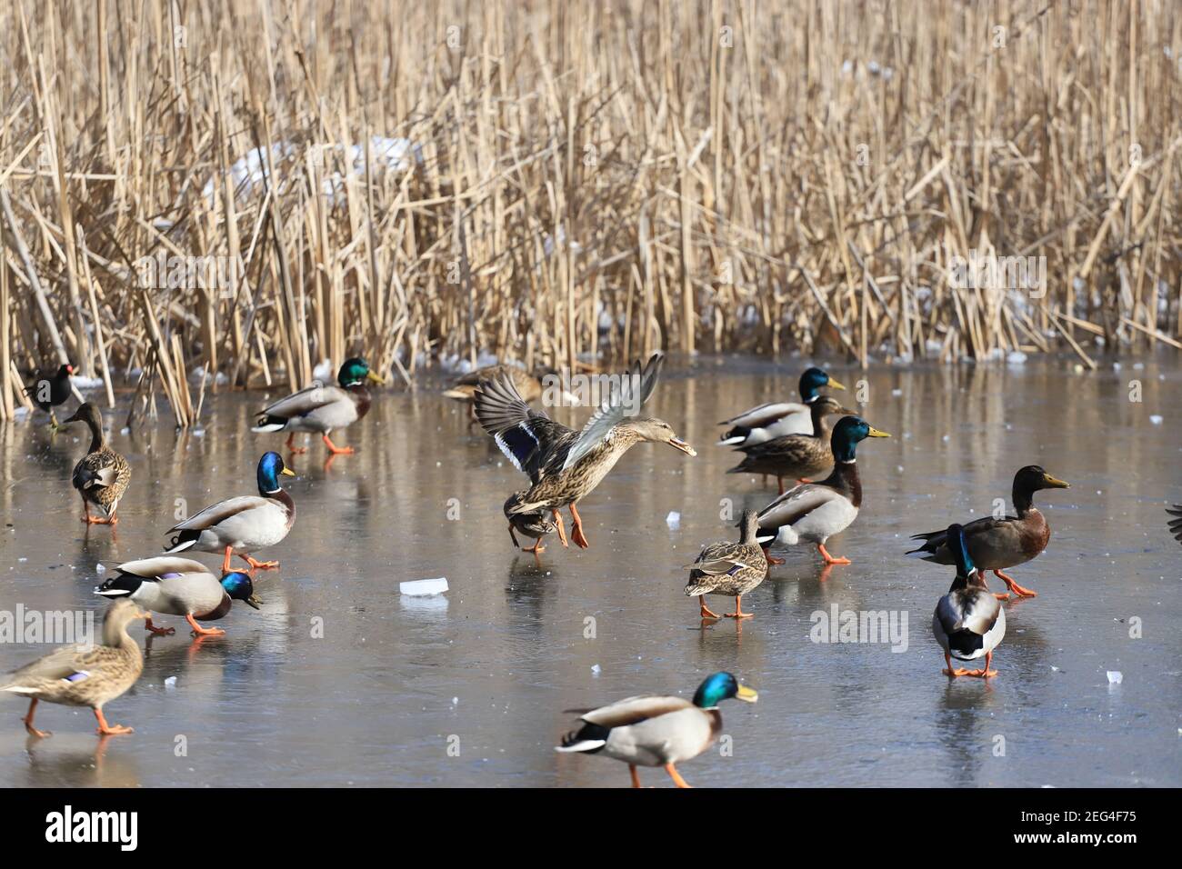 Un gregge di anatre di Mallard e Moorhens stanno mangiando il pane e divertendosi sul ghiaccio di un lago. Foto Stock