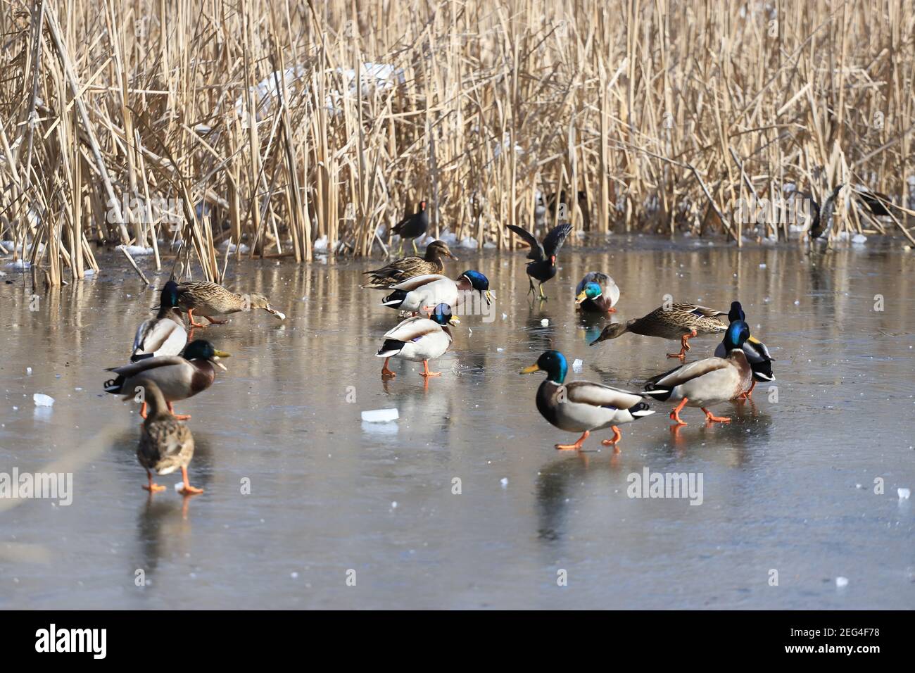 Un gregge di anatre di Mallard e Moorhens stanno mangiando il pane e divertendosi sul ghiaccio di un lago. Foto Stock