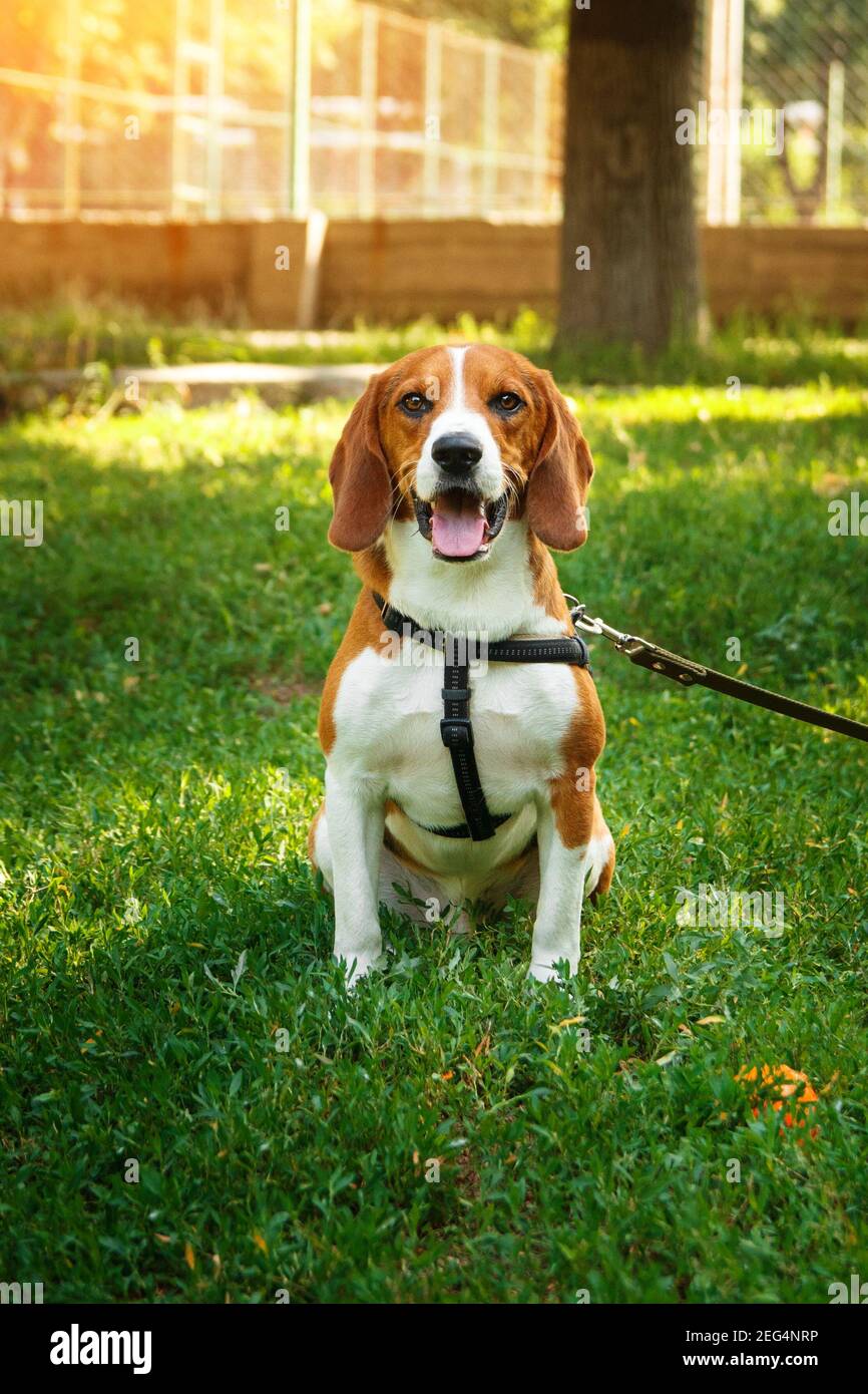 Carino cane beagle seduto su erba verde con palla. Concetto di gioco e cane a piedi. Foto Stock