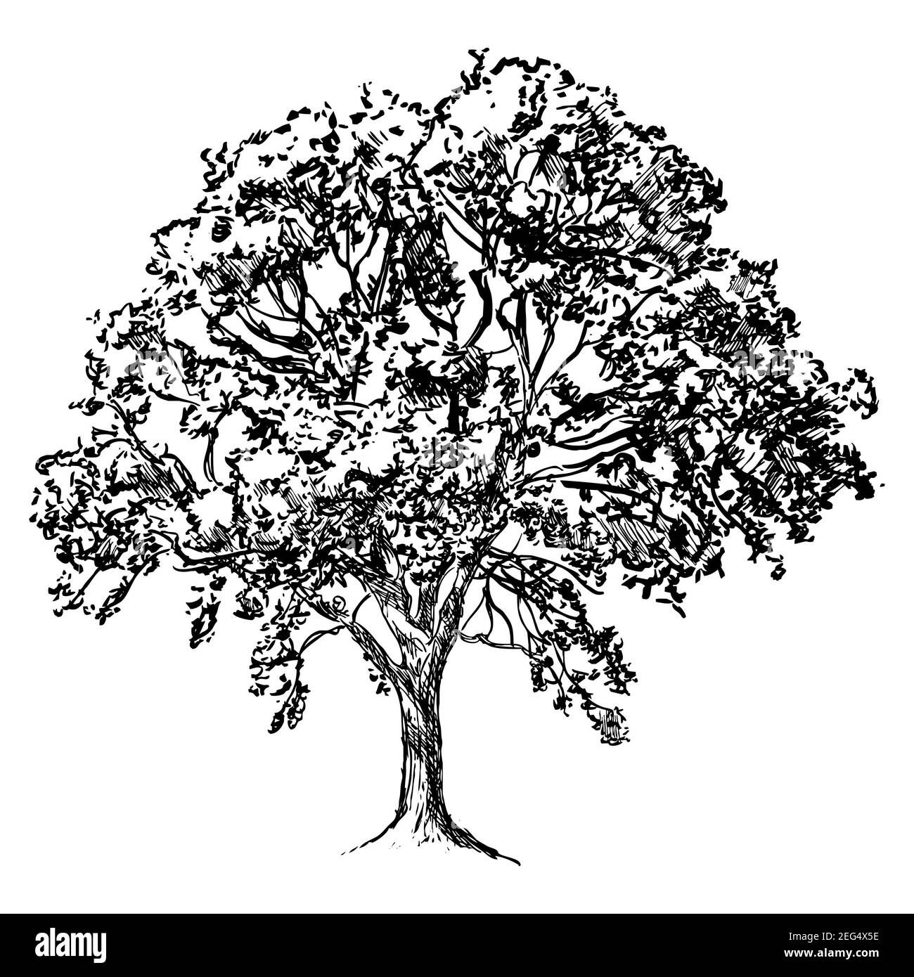 albero deciduo maturo, disegno in bianco e nero su sfondo bianco Foto Stock