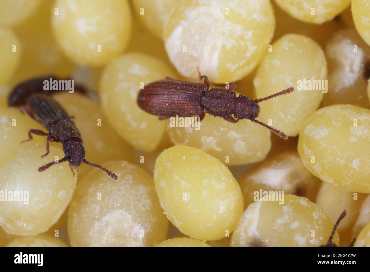 Le coleotteri di grano segato (Oryzaefilus surinamensis). Insetti su semi di miglio. Foto Stock