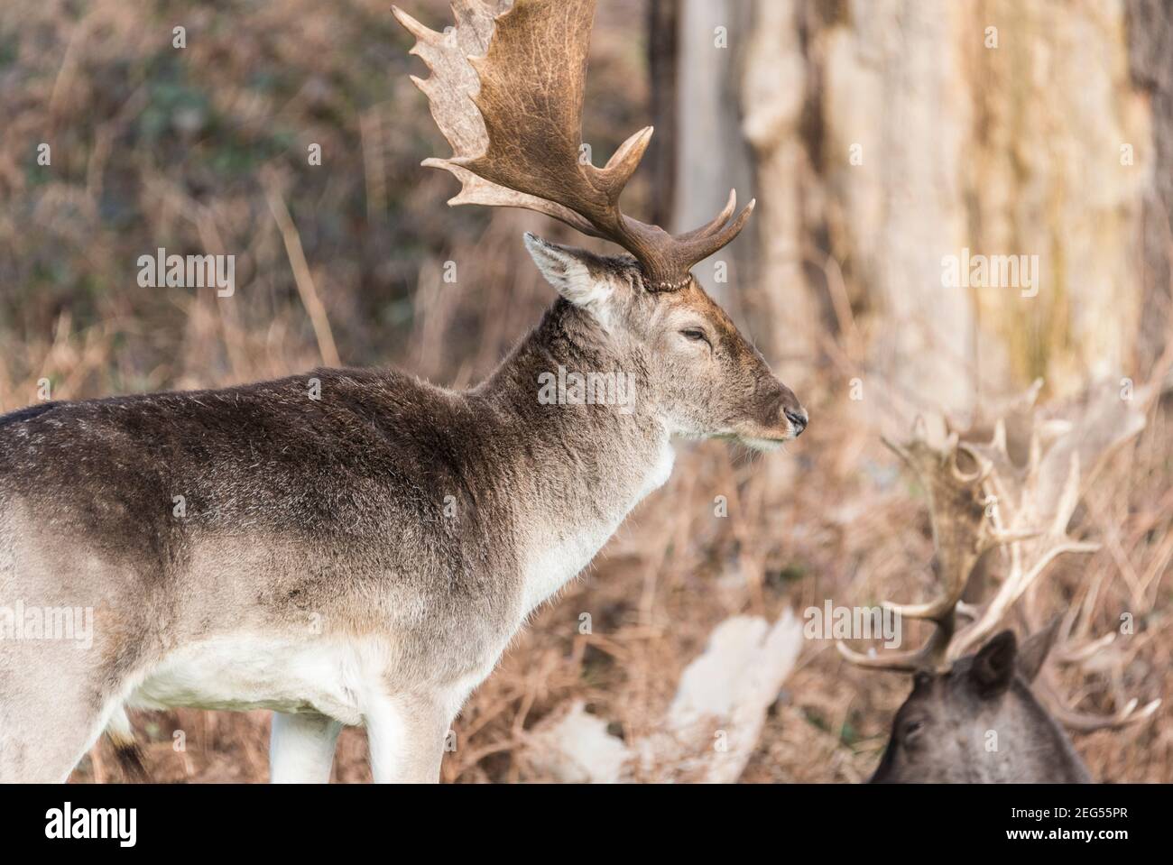 Anatra (o stag) malda cervo (dama dama) Foto Stock