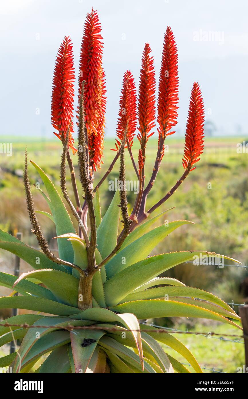 Aloe arborescens, krantz aloe, candelabra aloe closeup nel capo occidentale, Sudafrica questo è un perenne fiorente succulente e resistente alla siccità Foto Stock