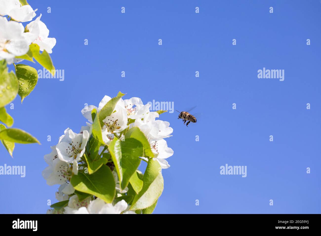 polline-raccolta ape vola a fiore bianco su sfondo blu cielo Foto Stock