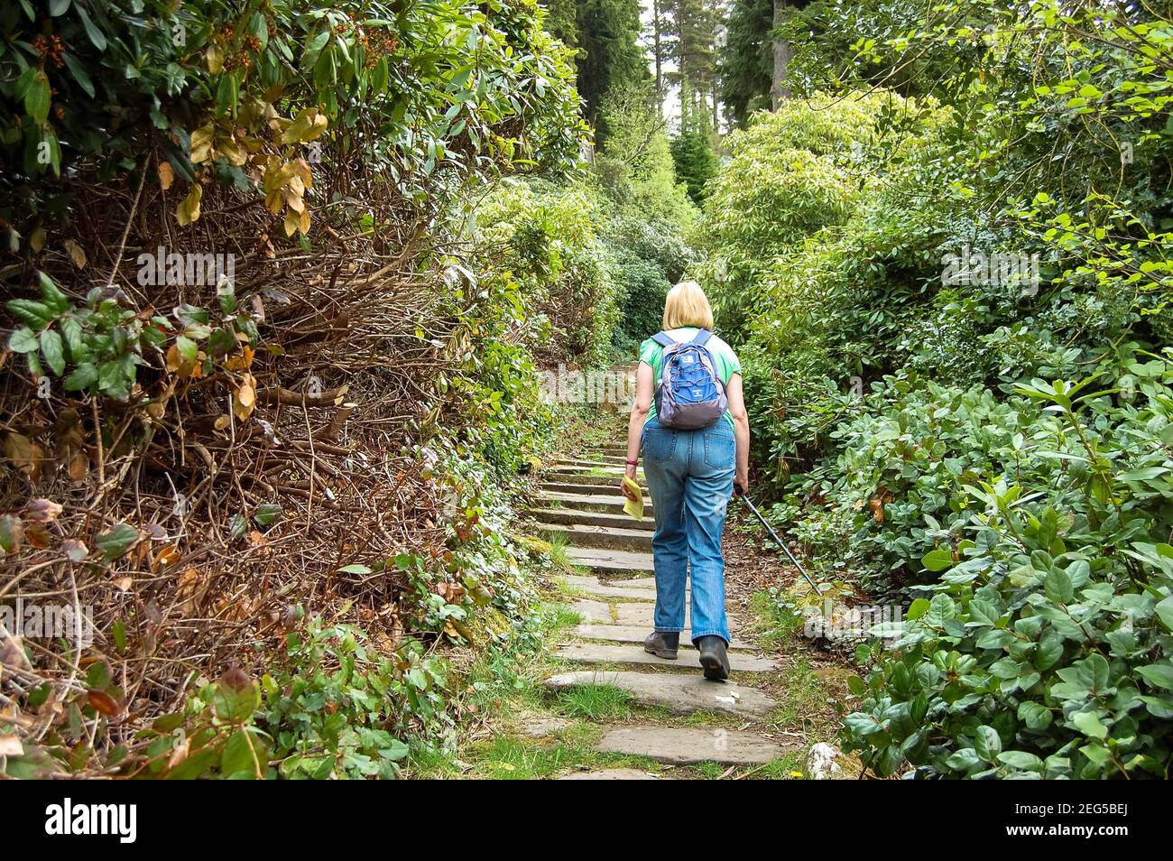 Cragside Northumberland UK ragazza bionda con lunghi capelli a piedi in legno o foresta cespugli alberi giardino giardini zaino recintato Foto Stock