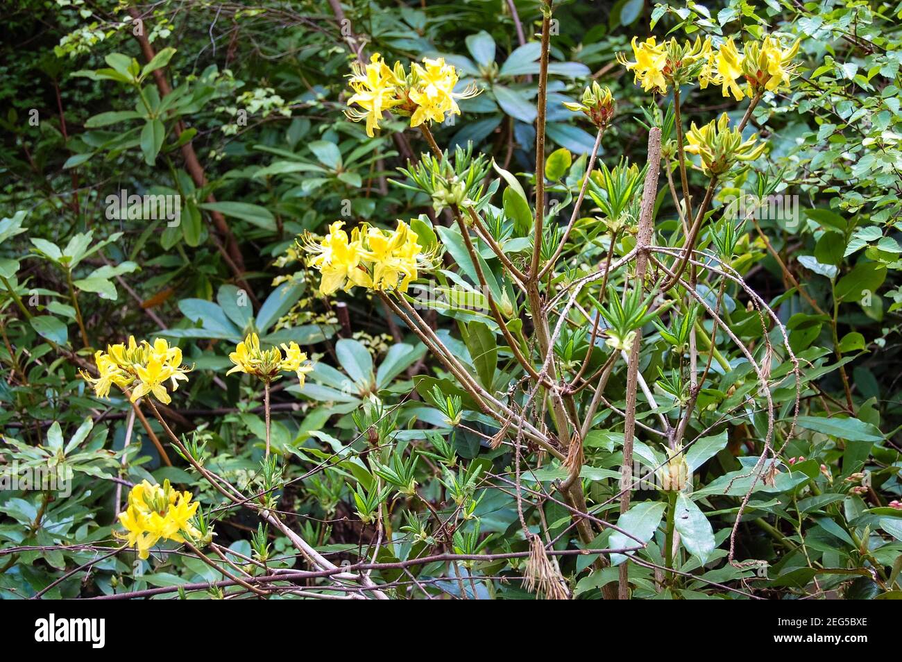 Fiori gialli a Cragside Northumberland UK giardino piante piante piante primavera fiore stile sottobosco esterno felice bel colore colori odori Foto Stock