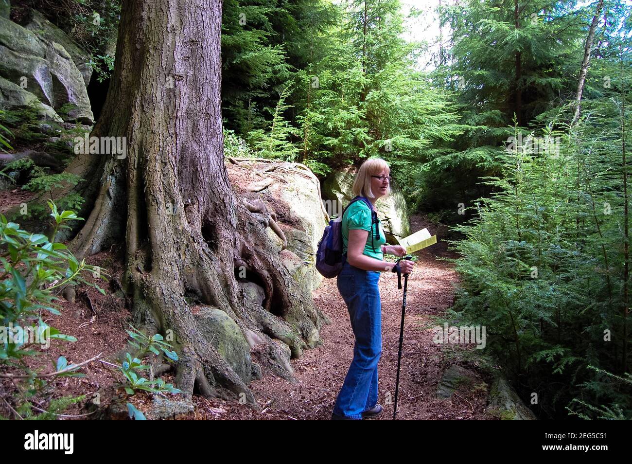 Vecchio grande albero al Cragside Rothbury Walker Walk persona ragazza donna zaino sentiero bastone cartina di libri cespugli di ghiaia alberi meteorologici Foto Stock