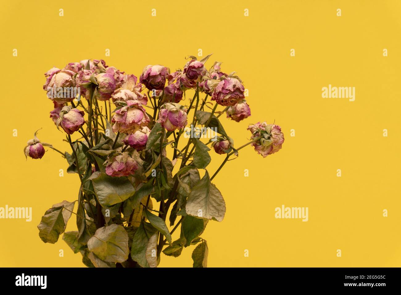 Primo piano di bouquet di rose secche su sfondo giallo Foto Stock