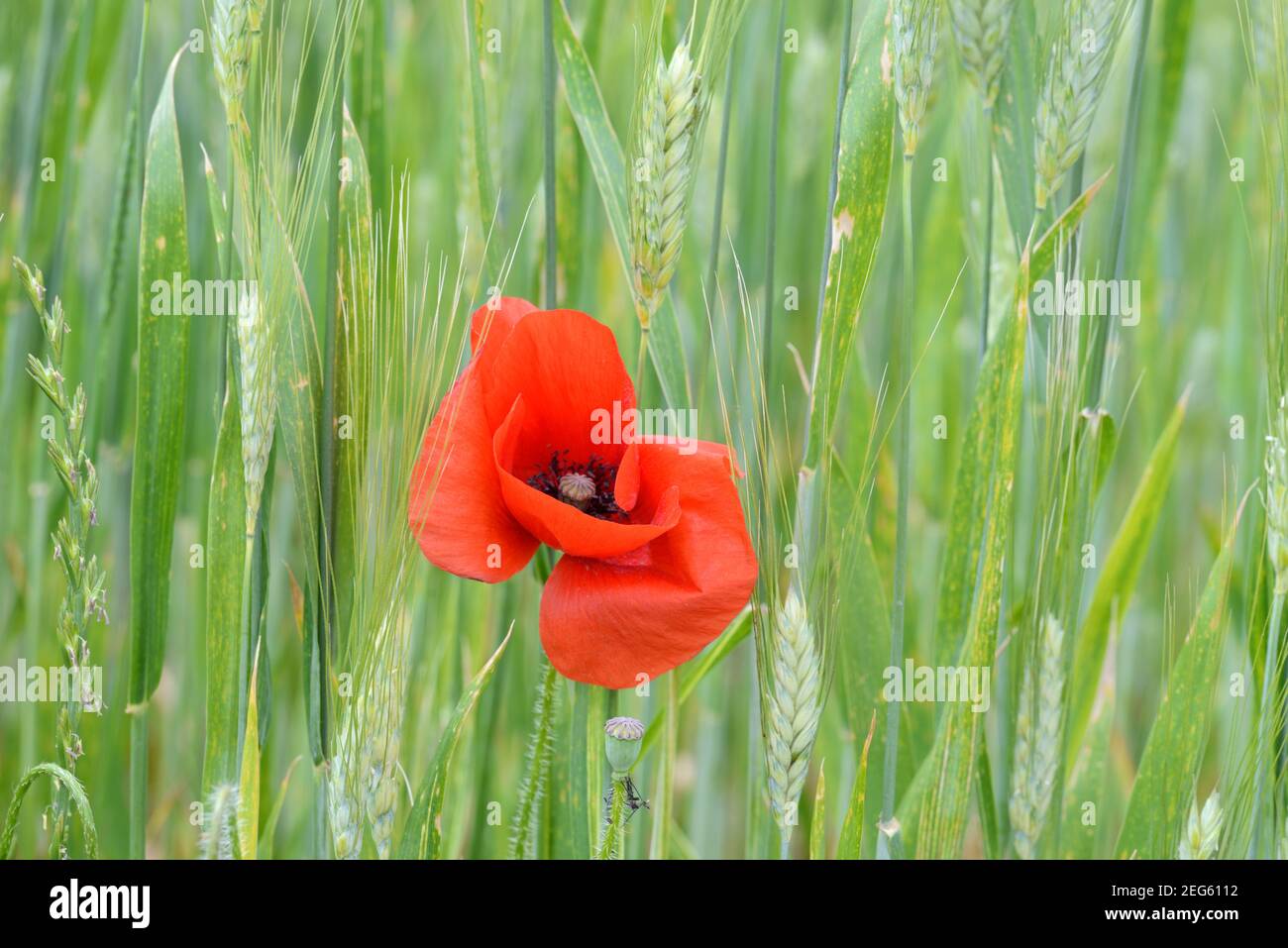 Singolo Poppy comune, papaver somniferum, che coltivano in campo di grano o campo di mais tra le orecchie di grano Provenza Francia Foto Stock