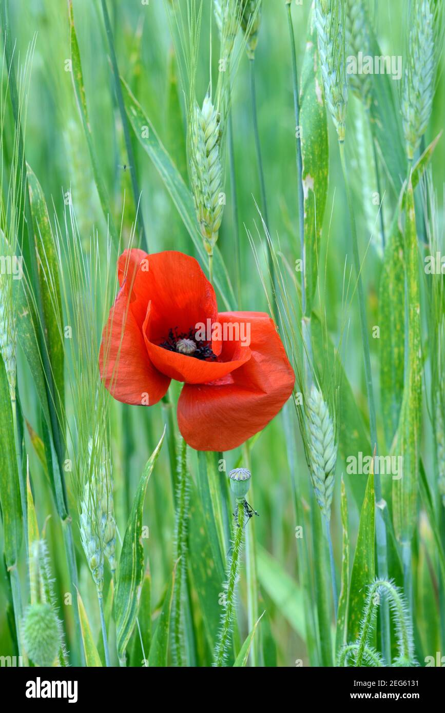 Singolo Poppy comune, papaver somniferum, che coltivano in campo di grano o campo di mais tra le orecchie di grano Provenza Francia Foto Stock