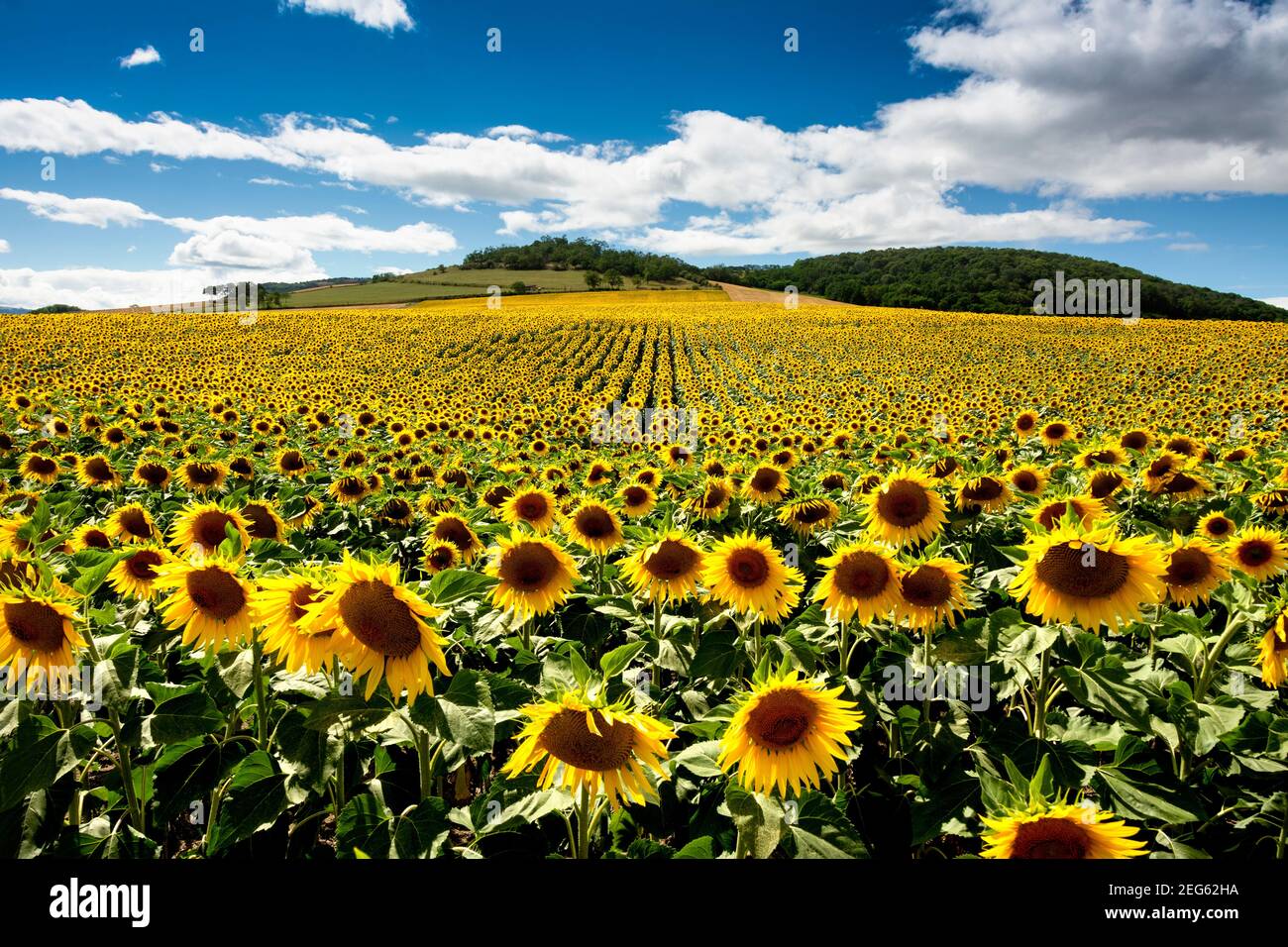 Campo di girasoli (Helianthus annuus), pianura Limagne, dipartimento Puy de Dome, Auvergne Rodano Alpi, Francia, Europa Foto Stock