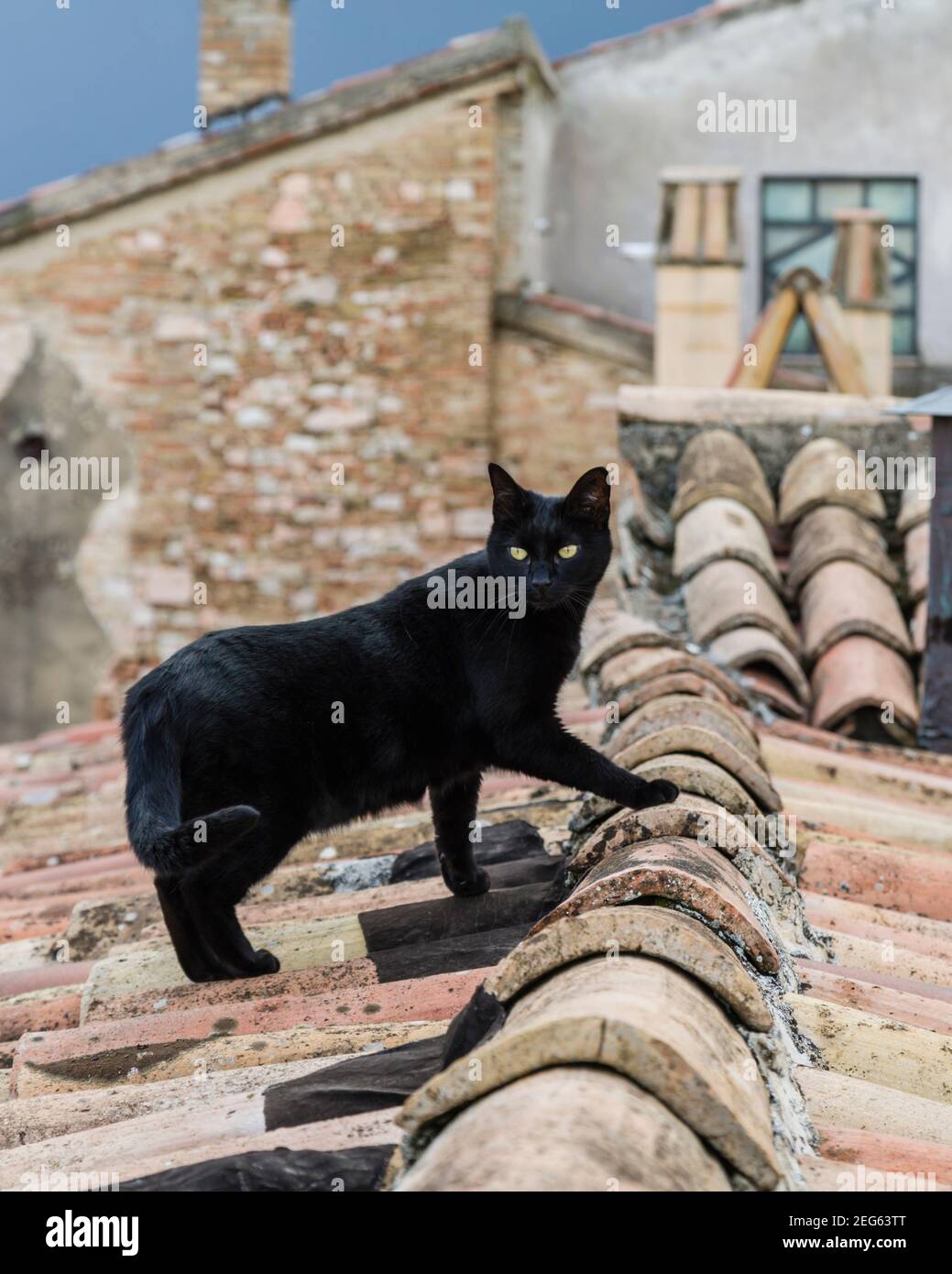 Tetto in tegole Cat Foto Stock