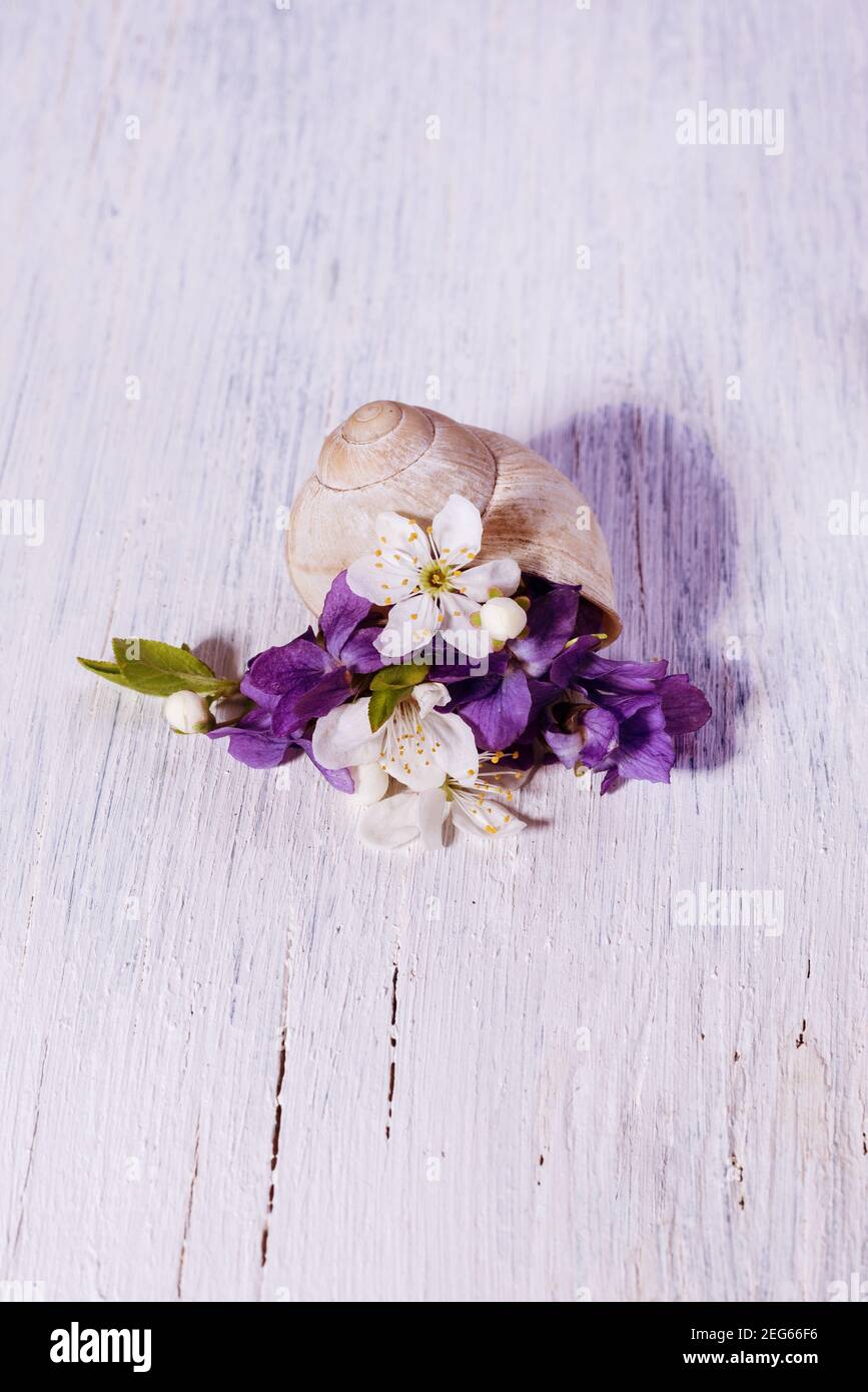 Felice Festa della mamma composizione floreale in un guscio di lumaca. Bellissimi fiori primaverili di ciliegio e violetti su sfondo ligneo. Foto Stock