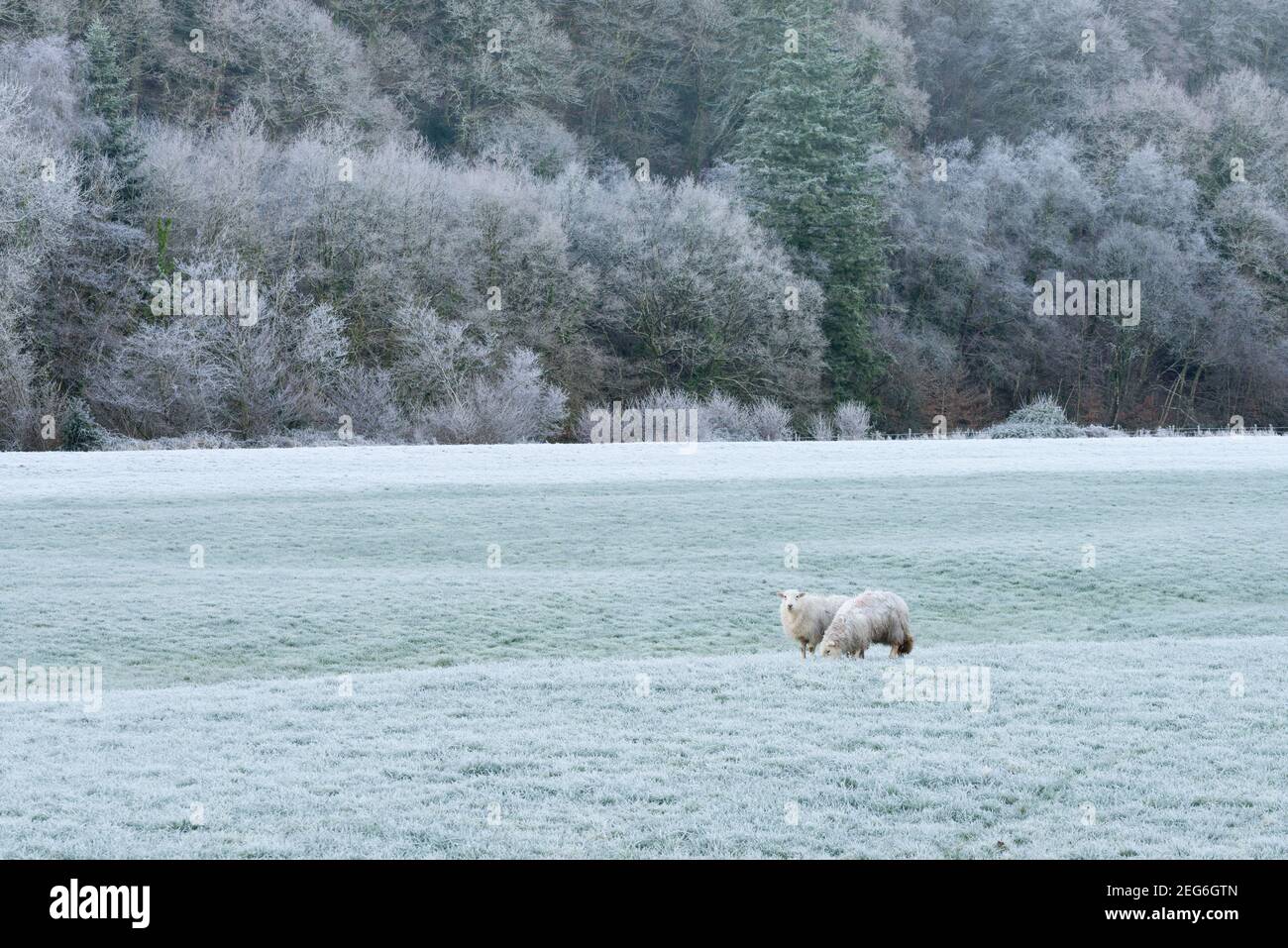 Due pecore in un campo gelido con una brina di ruggito che copre Holmingham Wood oltre. Bampton, Devon, Inghilterra. Foto Stock