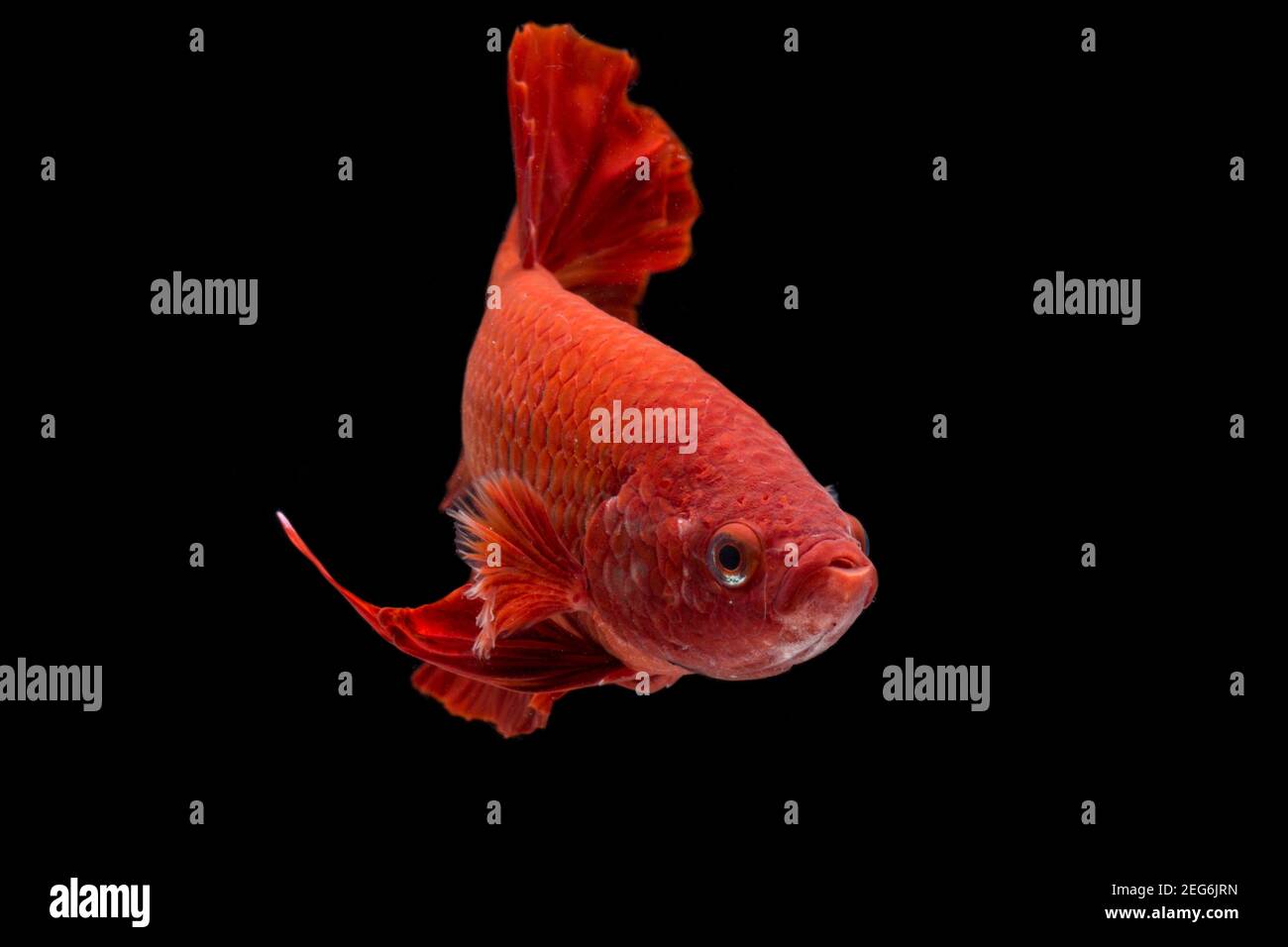 Betta pesce super rosso mezzaluna siamnese Fighting Fish Splendens on sfondo nero Foto Stock